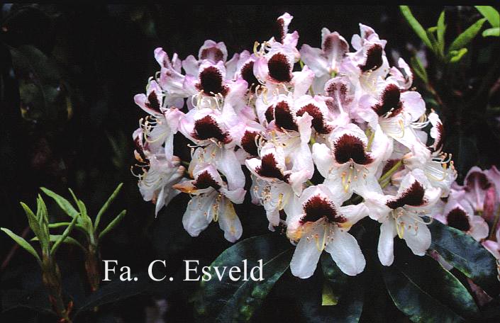 Rhododendron 'Mrs. R.G. Shaw'