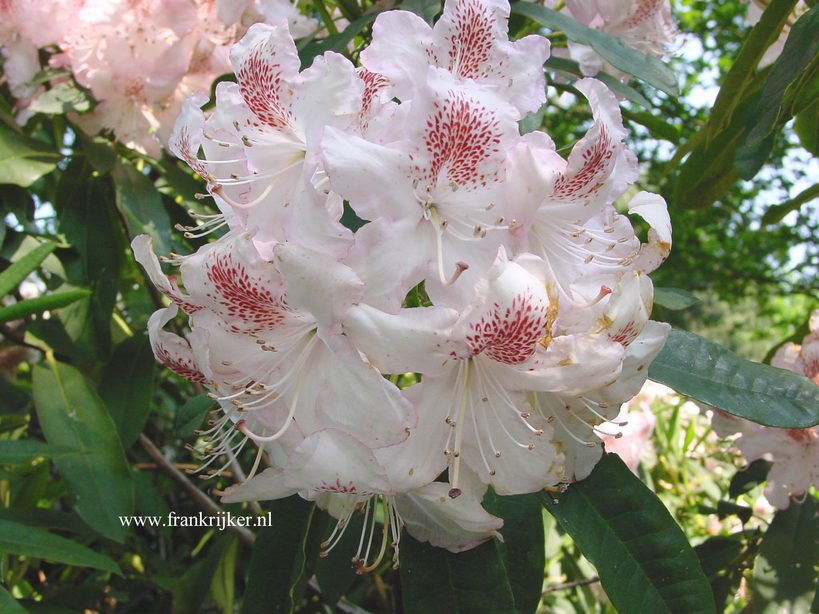 Rhododendron 'Mrs. W. Watson'