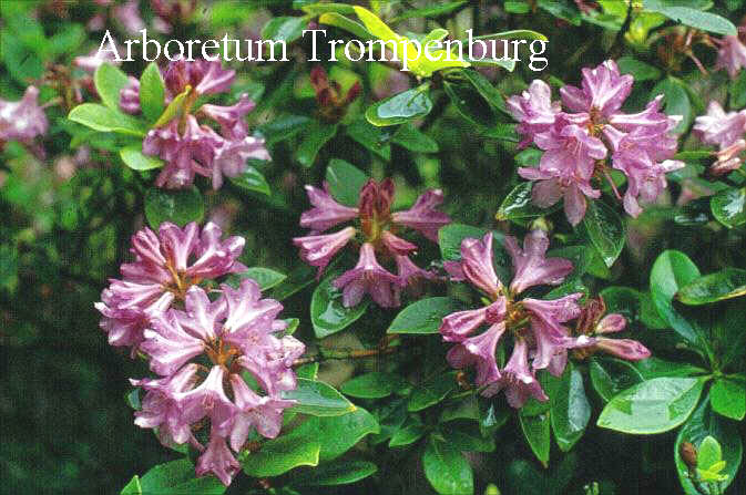 Rhododendron 'Myrtifolium'