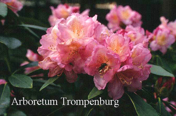 Rhododendron 'N.N. Sherwood'