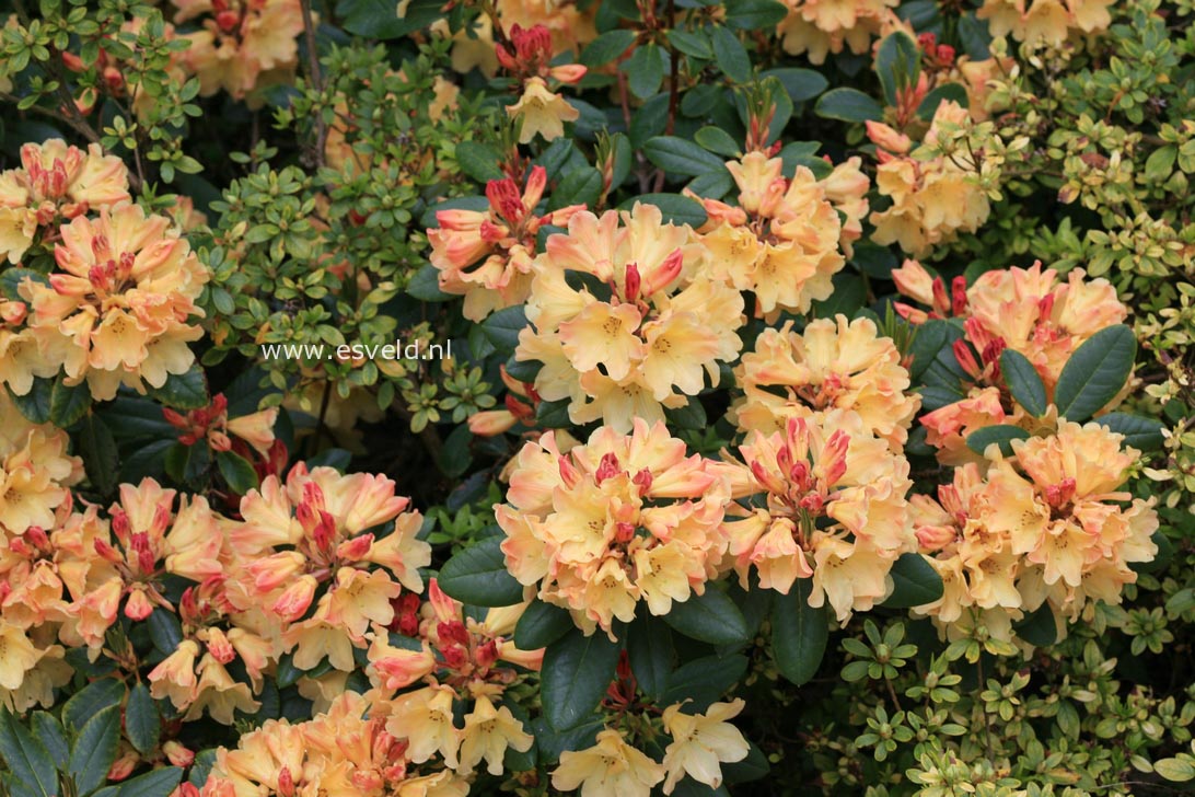 Rhododendron 'Nancy Evans'