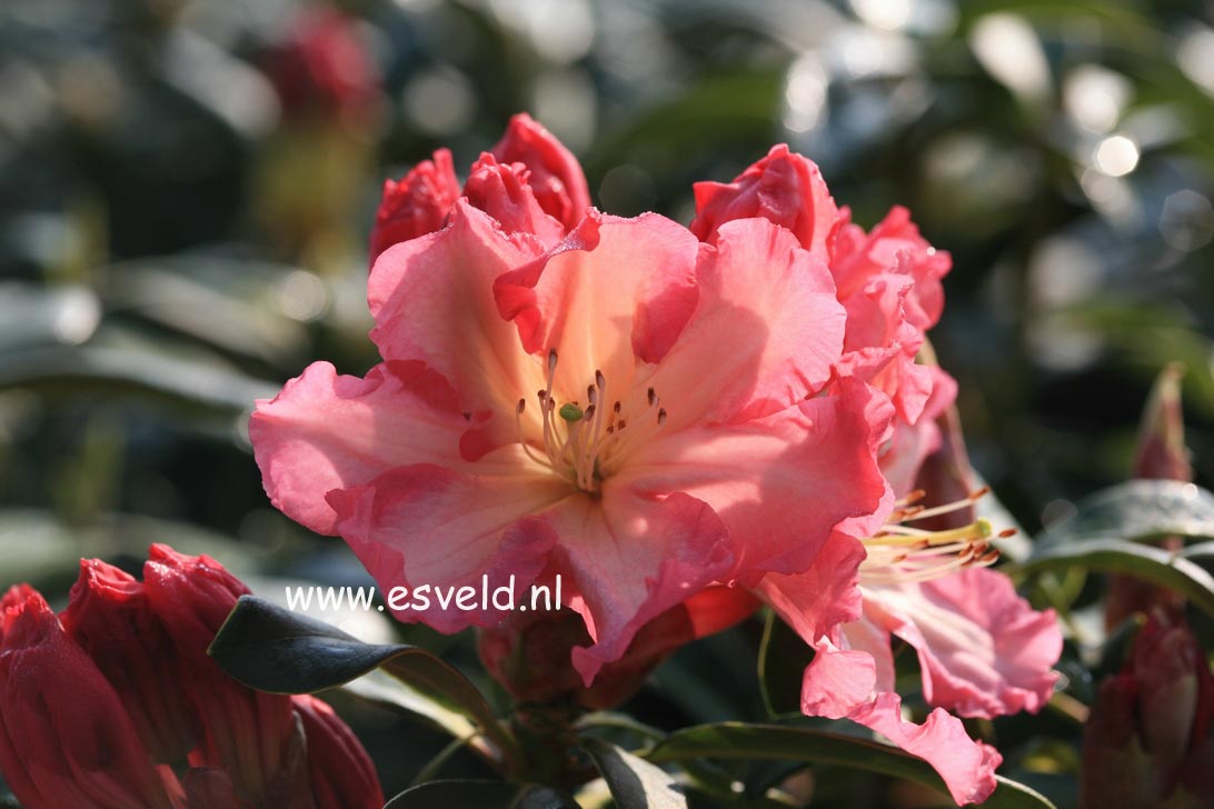 Rhododendron 'Naselle'
