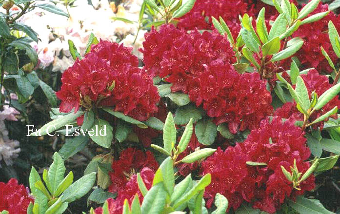 Rhododendron 'Negrito'