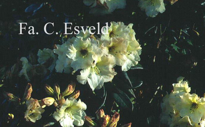 Rhododendron 'Odee Wright'