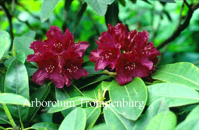 Rhododendron 'Old Port'