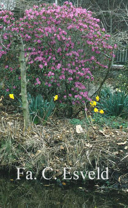 Rhododendron 'P.J. Mezitt'