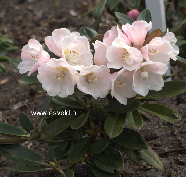 Rhododendron 'Palle Christensen'