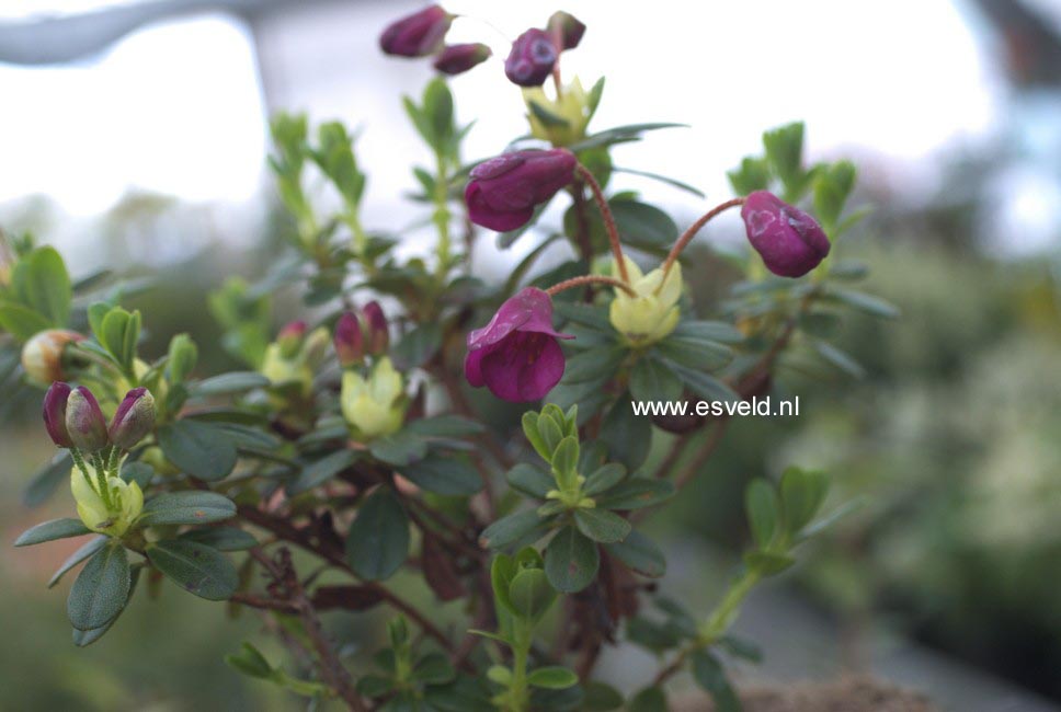 Rhododendron 'Patricia'