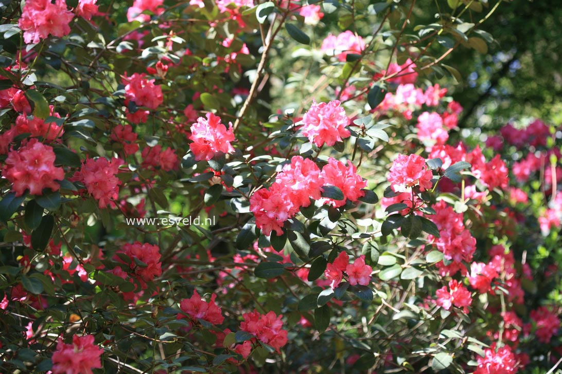Rhododendron 'Peter Koster'