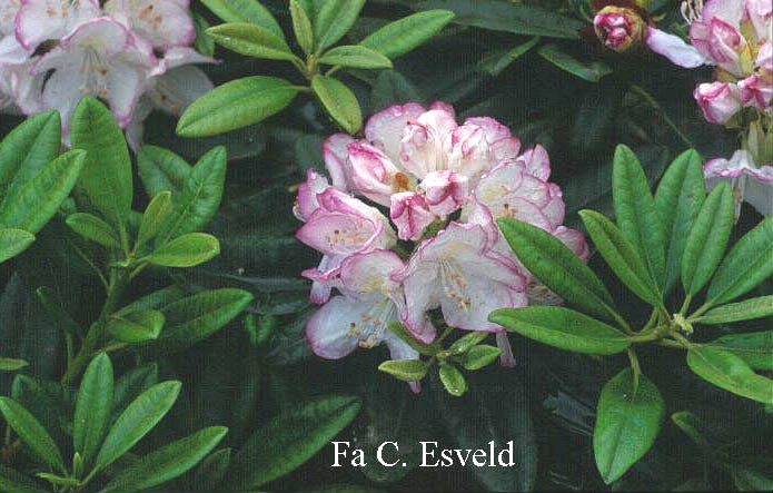 Rhododendron 'Picotee'