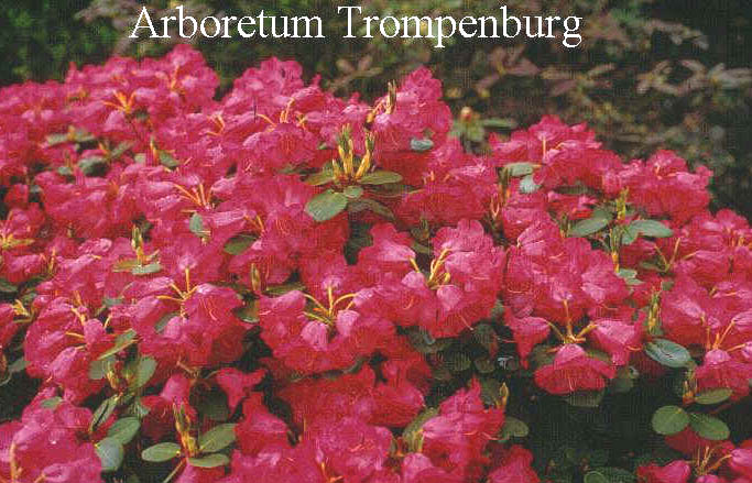Rhododendron 'Pink Bountiful'