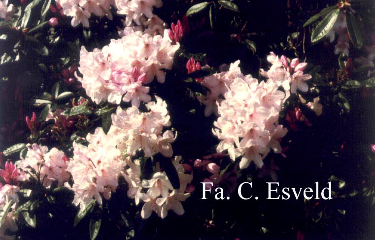 Rhododendron 'Pink Pearl'