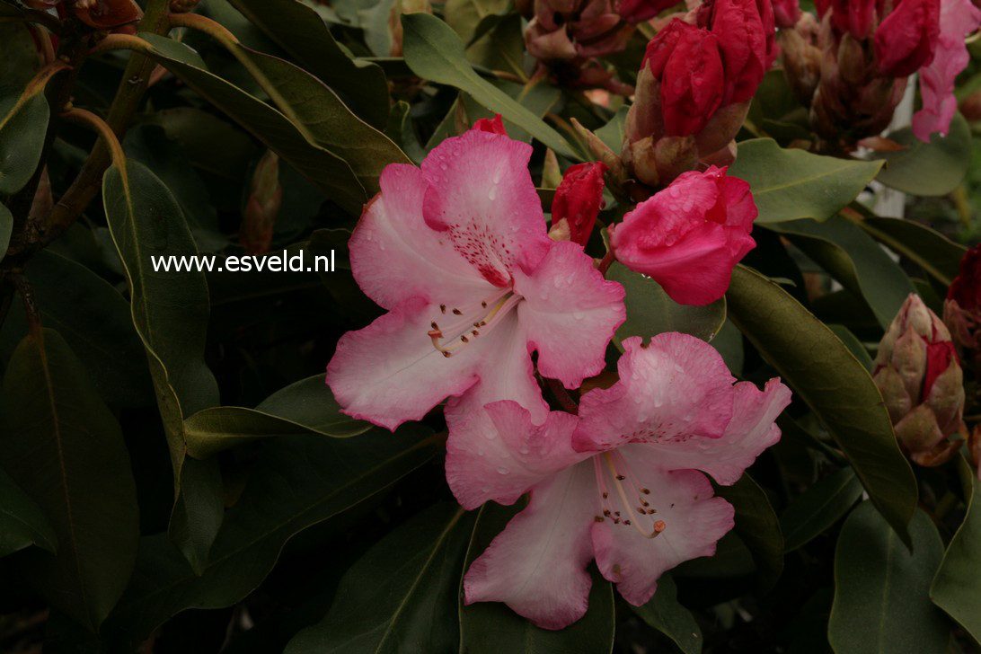 Rhododendron 'Pink Walloper'