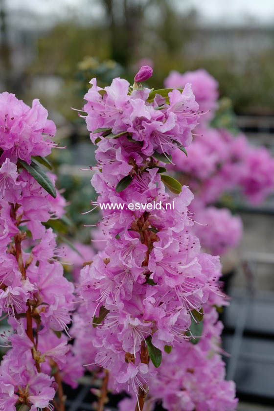 Rhododendron 'Pioneer'