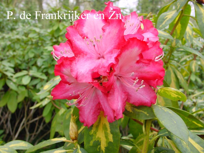 Rhododendron 'President Roosevelt'