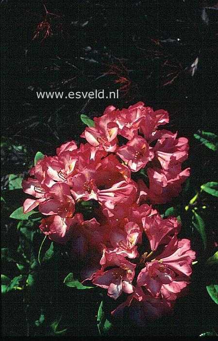 Rhododendron 'Prinz Karneval'