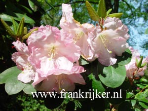 Rhododendron 'Psyche'