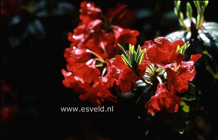 Rhododendron 'Red Bells'