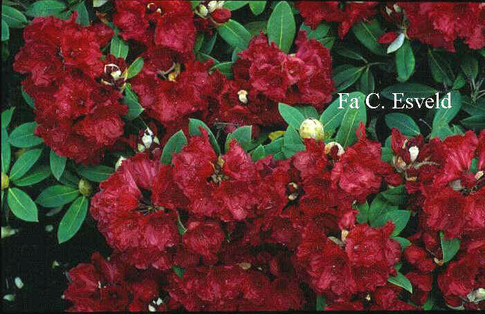 Rhododendron 'Red Jack'