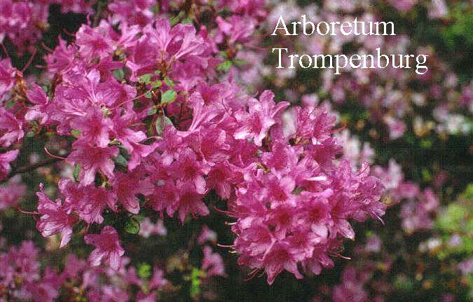 Rhododendron 'Ria Hardijzer'