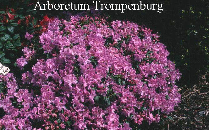 Rhododendron 'Robert Seleger'