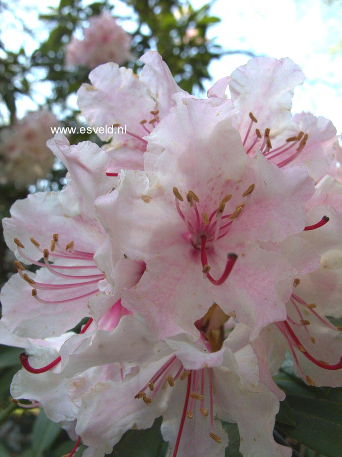 Rhododendron 'Rosa Mundi'