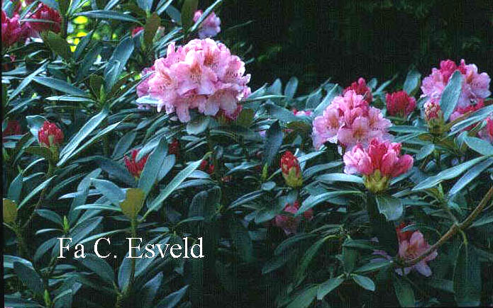 Rhododendron 'Rosa Wolke'