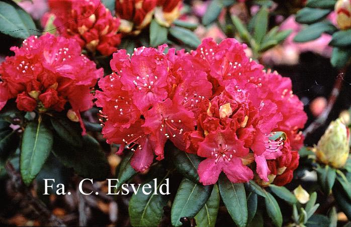 Rhododendron 'Rosabella'