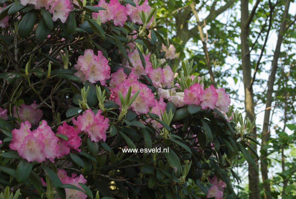 Rhododendron 'Rosita'