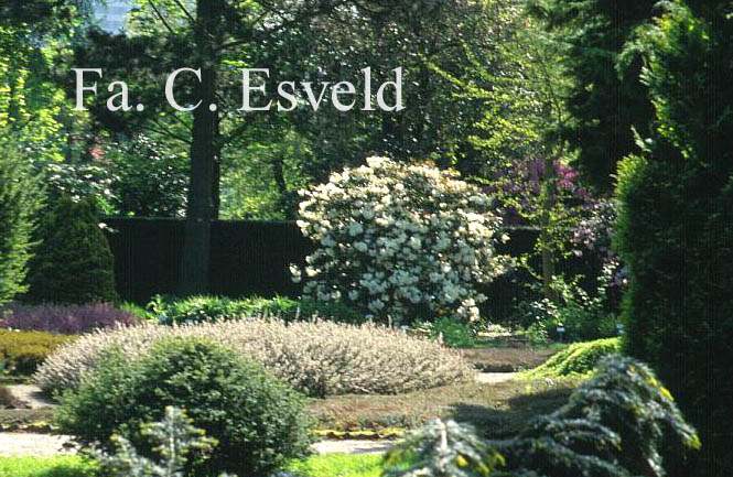 Rhododendron 'Rothenburg'