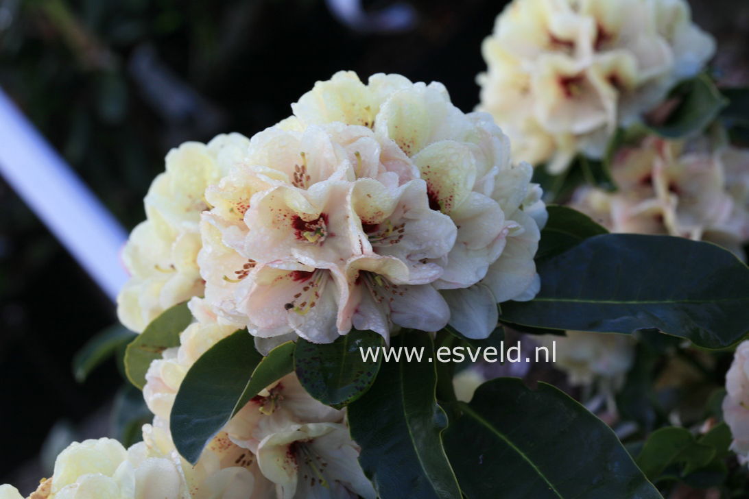Rhododendron 'Rudolf Heinemann'