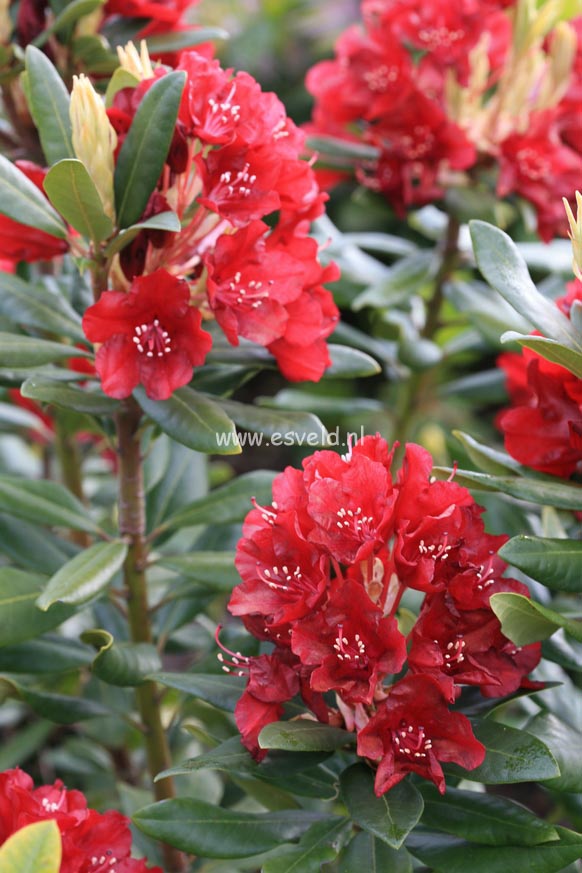 Rhododendron 'Sammetglut'