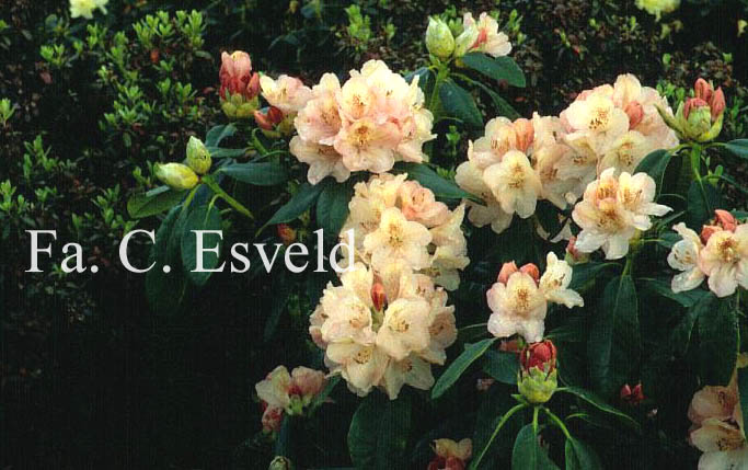 Rhododendron 'Sandrino'