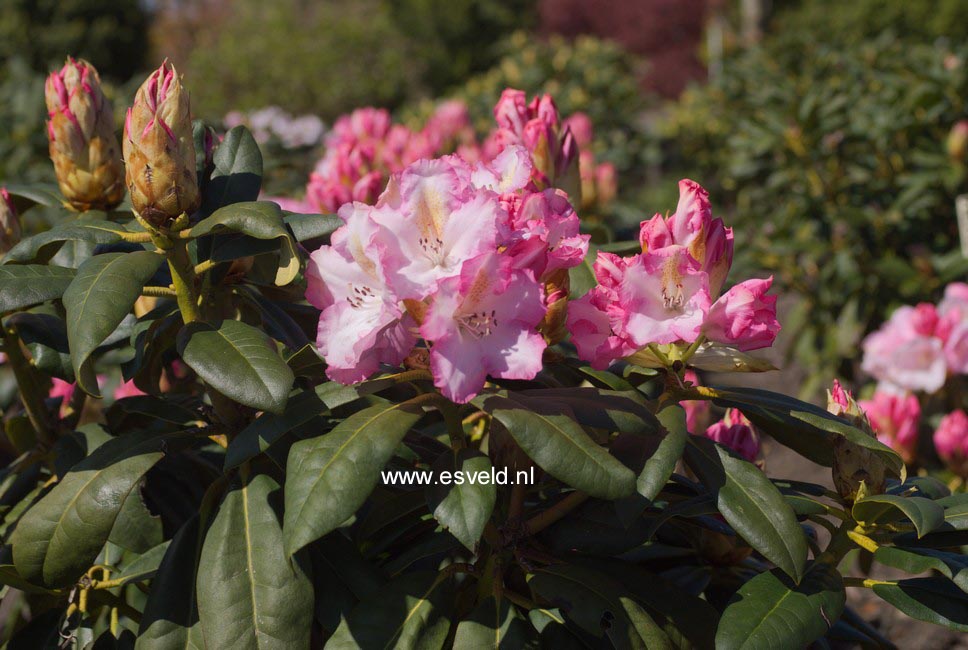 Rhododendron 'Saskia'