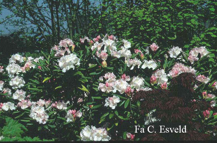 Rhododendron 'Schlaraffia'
