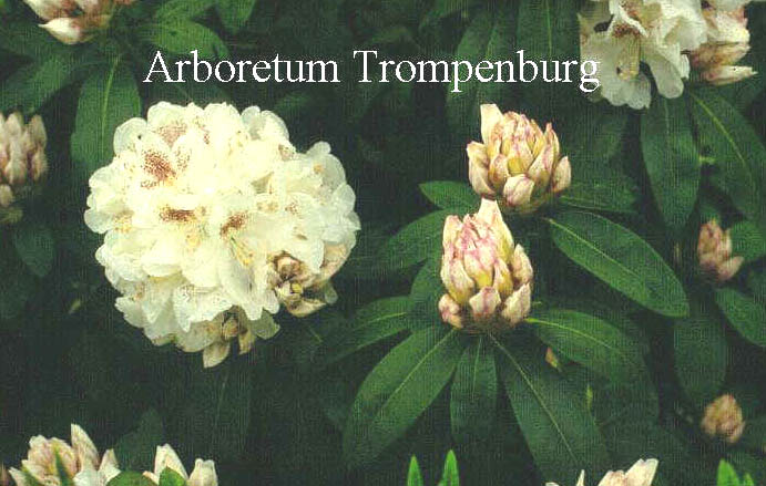 Rhododendron 'Schneebukett'