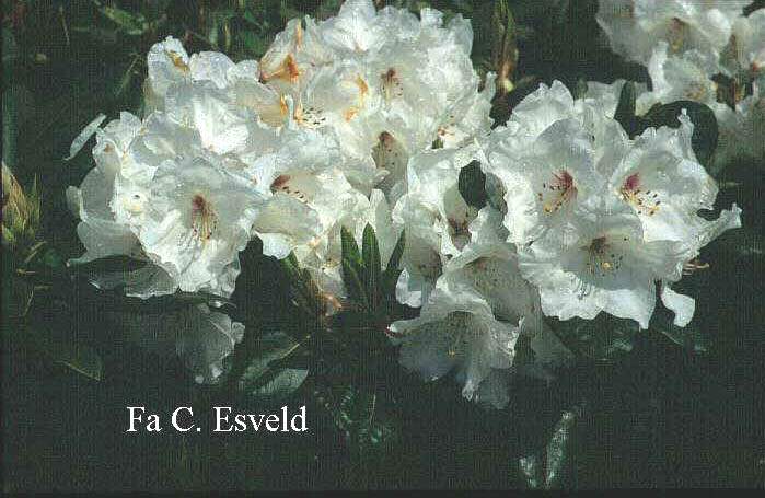 Rhododendron 'Schneespiegel'