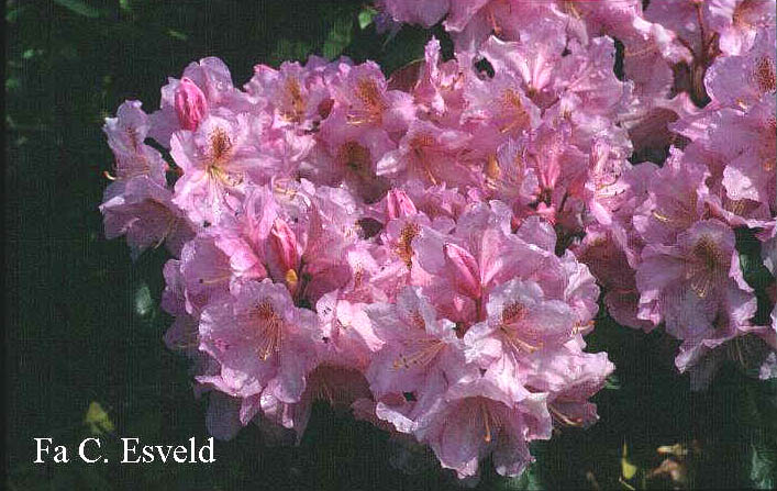 Rhododendron 'Scintillation'