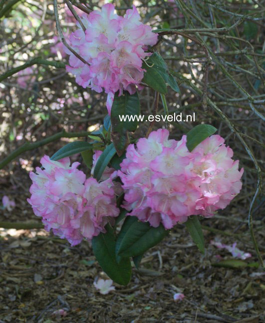 Rhododendron 'Seestadt Bremerhaven'