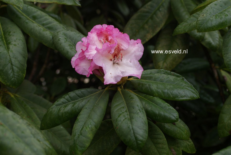 Rhododendron 'Simona'