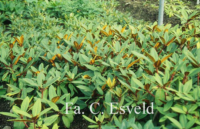 Rhododendron 'Sir Charles Lemon'