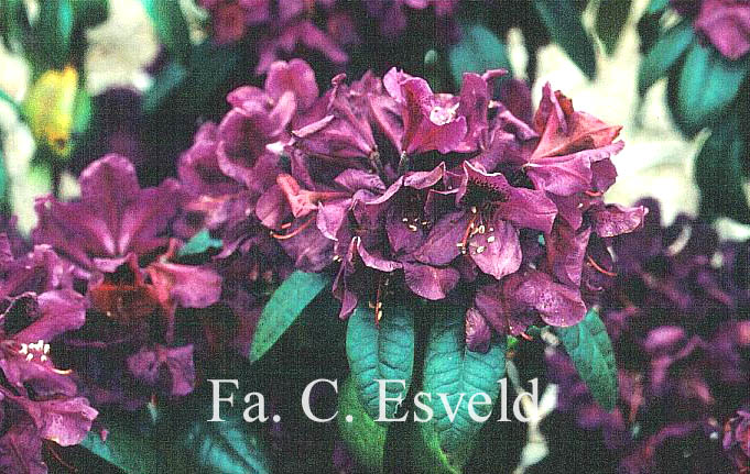 Rhododendron 'Smokey'