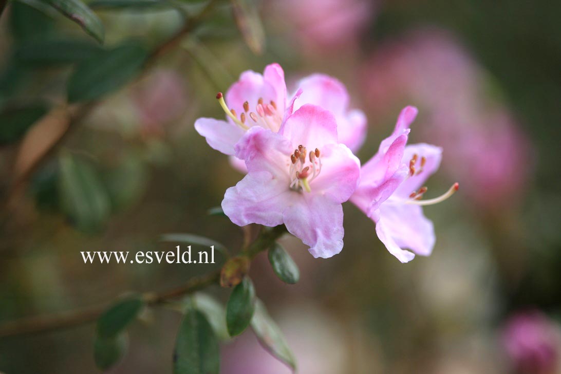 Rhododendron 'Snipe'