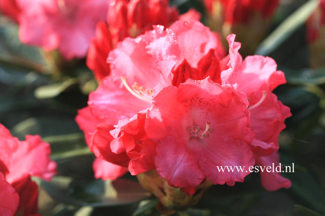 Rhododendron 'Solidarity'