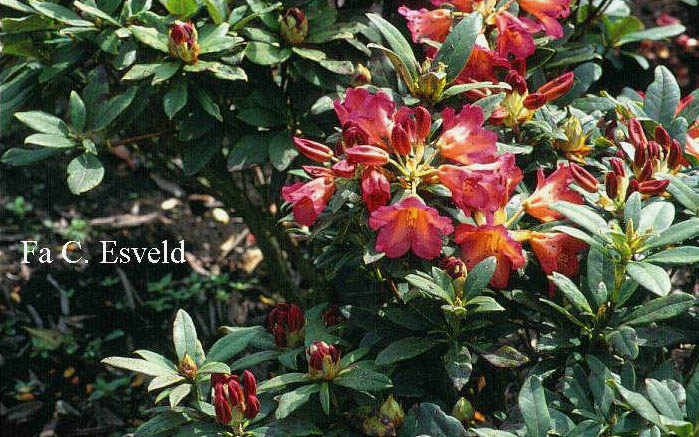 Rhododendron 'Sonata'