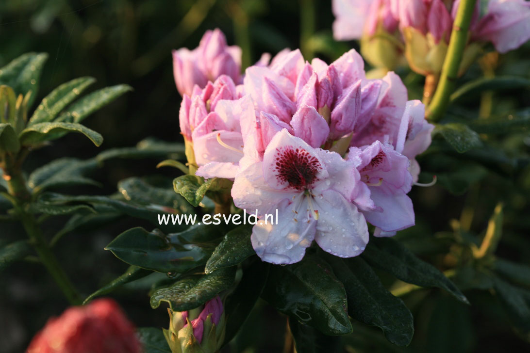 Rhododendron 'Souvenir de Dominique Vervaene'