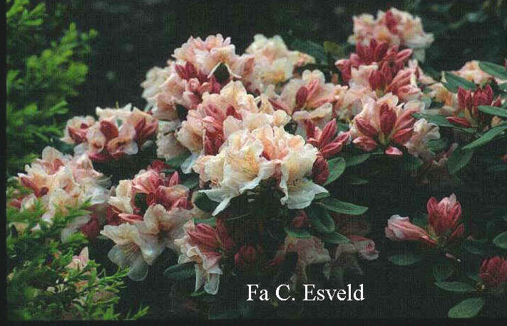 Rhododendron 'Souvenir of W.C. Slocock'