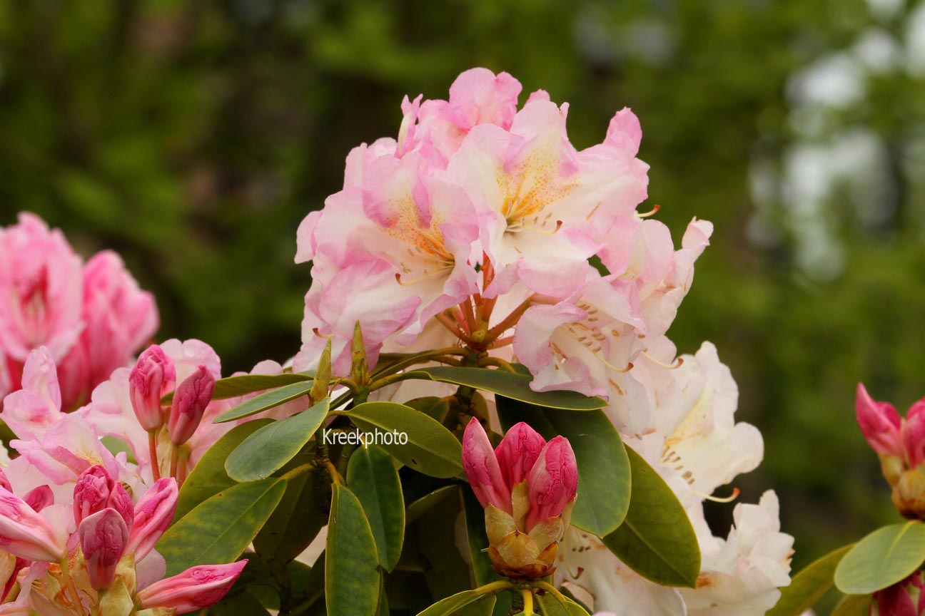 Rhododendron 'Spaetlese'