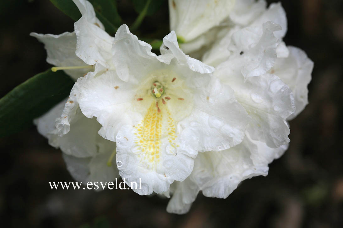 Rhododendron 'Spiegelei'