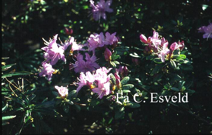 Rhododendron 'Stephen Bandera'